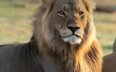 mag-safari