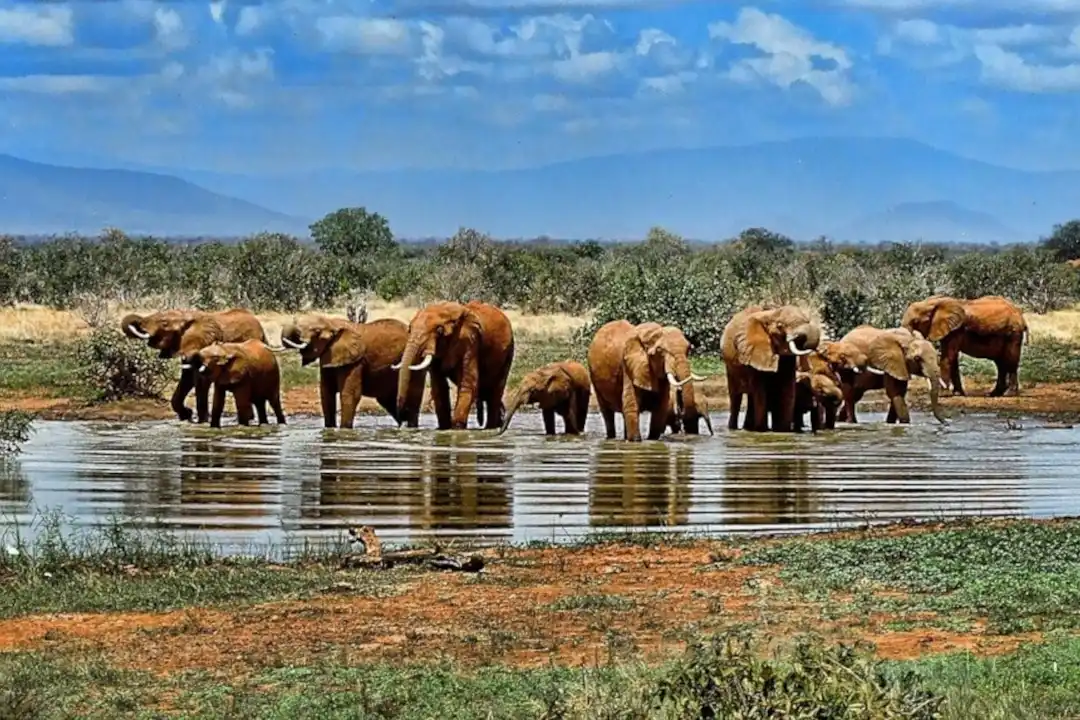 troupeau d'éléphants à un point d'eau