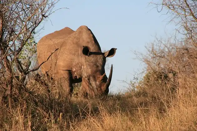 Rhinocéros qui broute dans la prairie