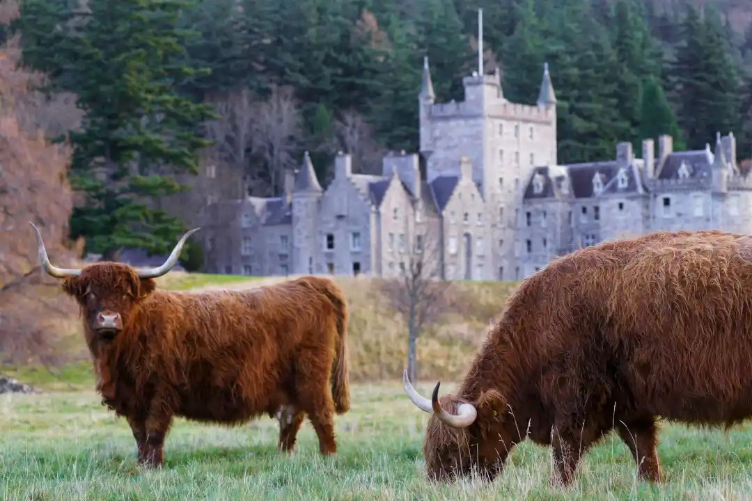 Vaches des Highlands devant un château