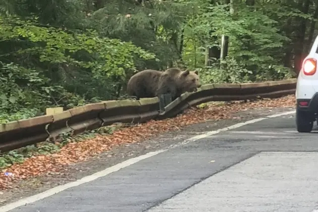 un ours sur le bord de la Transfăgărășan