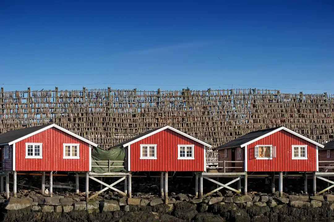 Rorbus et séchoirs à morue aux îles Lofoten, Norvège